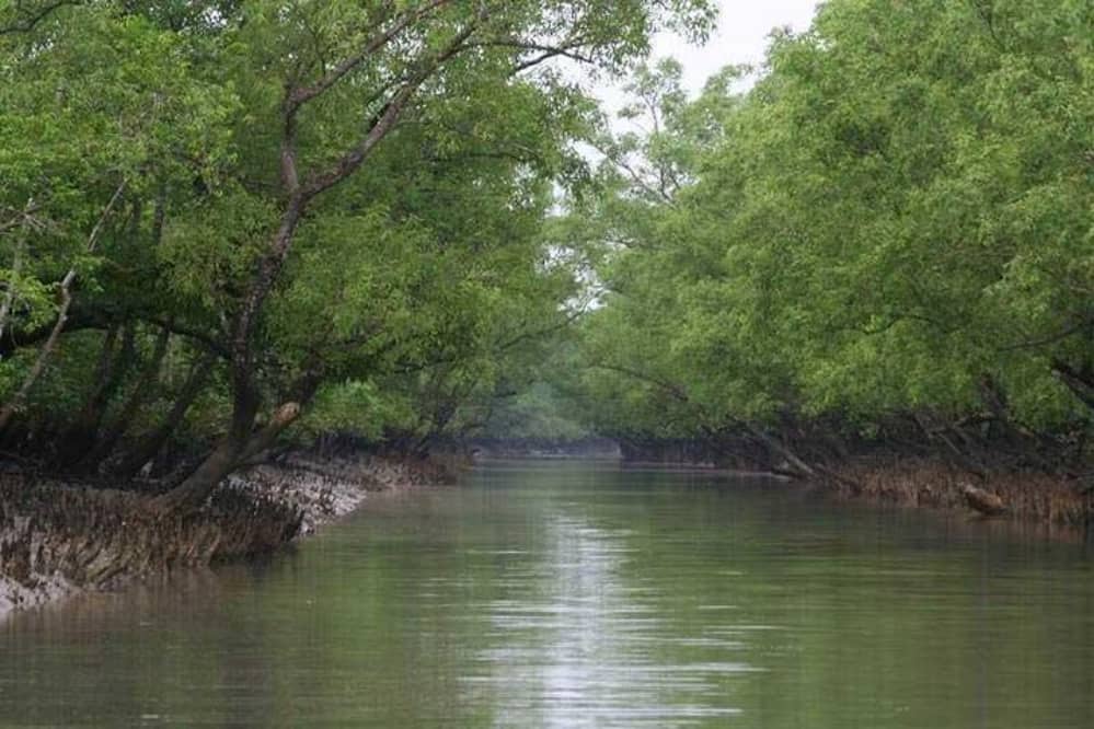 Maravilhas naturais: saiba quais são as 10 maiores florestas do mundo 7 Parque Nacional do Sundarbans