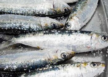 Período de defeso da sardinha inicia neste domingo (1°)