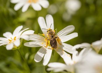 Primavera começa dia 23 de setembro com possibilidade de eventos climáticos severos