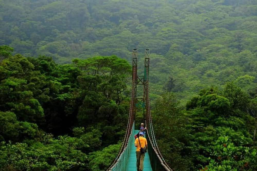 Maravilhas naturais: saiba quais são as 10 maiores florestas do mundo 8 Reserva Florestal Nublada de Monte Verde