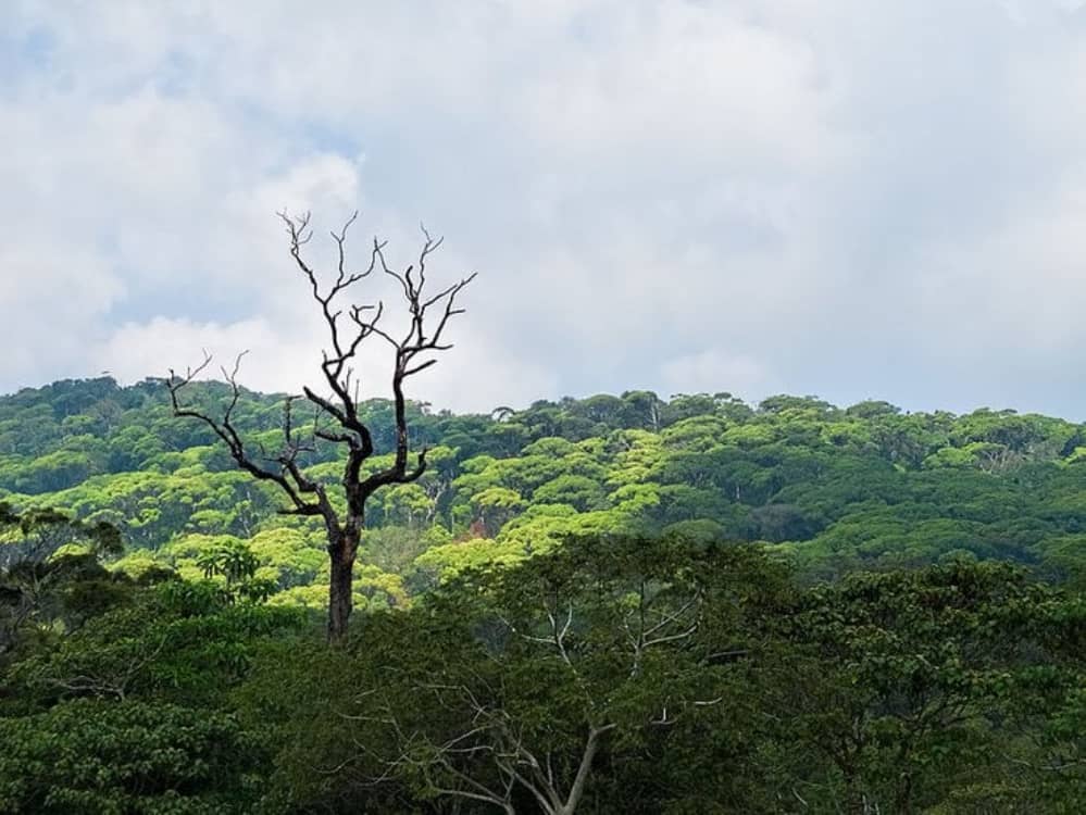 Maravilhas naturais: saiba quais são as 10 maiores florestas do mundo 11 Reserva Florestal Sinharaja