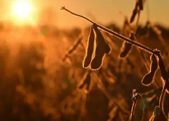 Rio Verde se torna o segundo maior produtor de soja entre os municípios brasileiros.