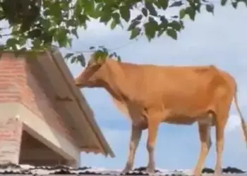 Vaca para em cima de telhado