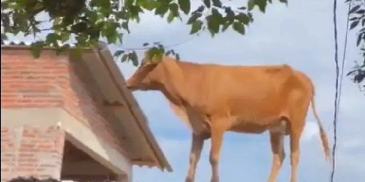 Vaca para em cima de telhado