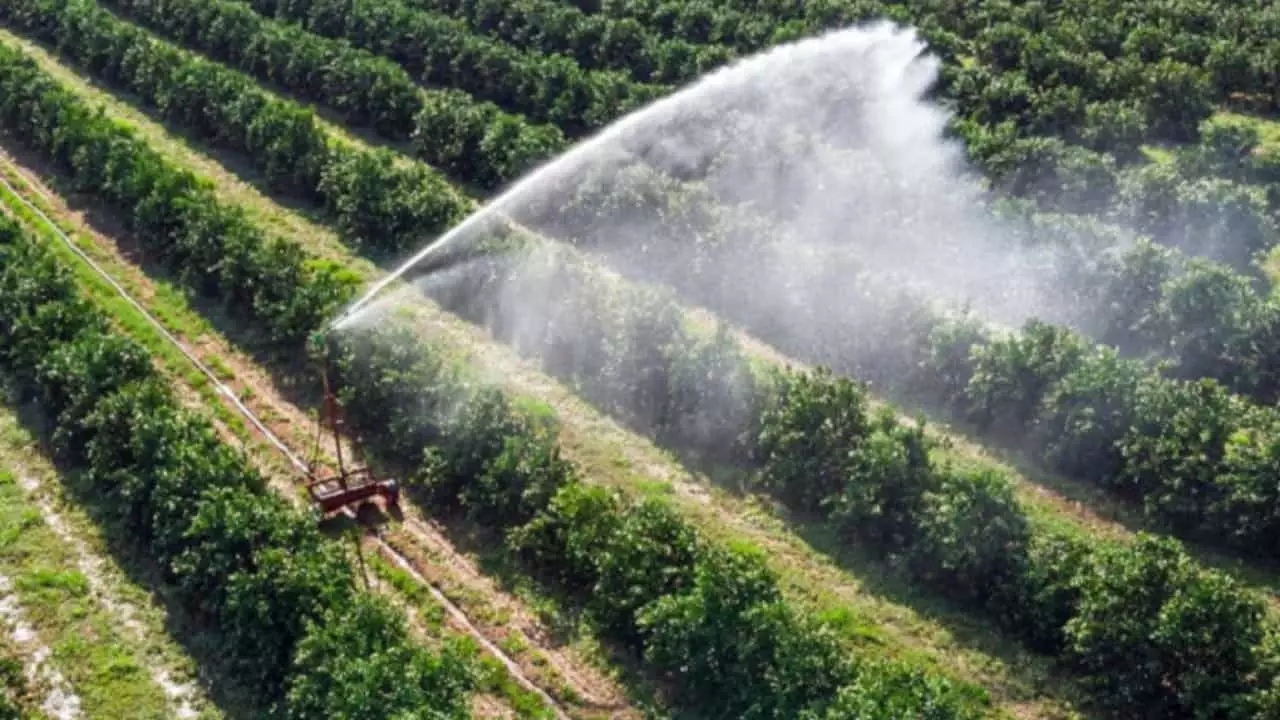Agropecuária foi a único que apresentou leve retração no segundo trimestre de 2023.