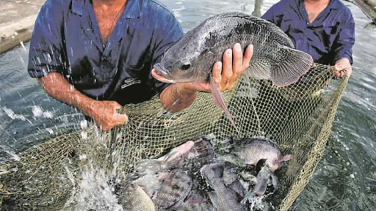Campanha fomenta empreendedorismo pesqueiro brasileiro. 