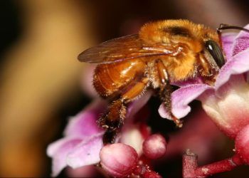 Capacitação mostra o uso profissional das abelhas na agricultura.