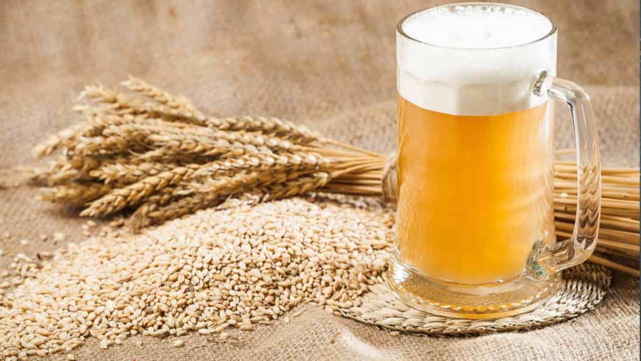 Cereal é utilizado na fabricação de malte de cervejas, alimentação humana e animal. 