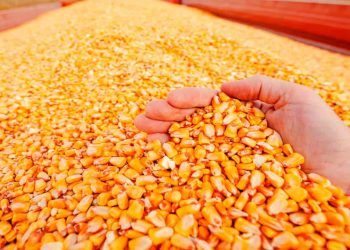 Colheita de milho na Argentina