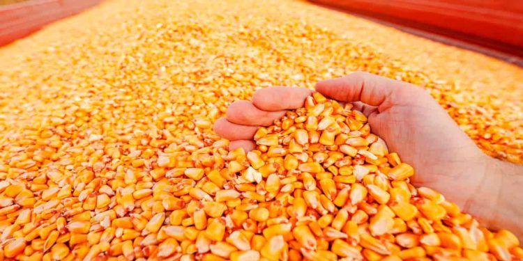 Colheita de milho na Argentina