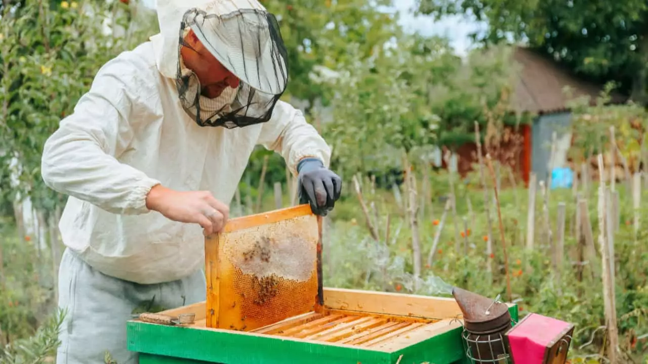 Curso é gratuito e online para agricultores e apicultores. 