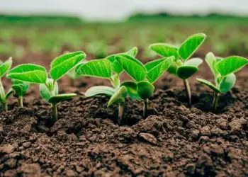 Custo de produção da soja na safra 2023/24 deve ser superior à média das últimas cinco safras.