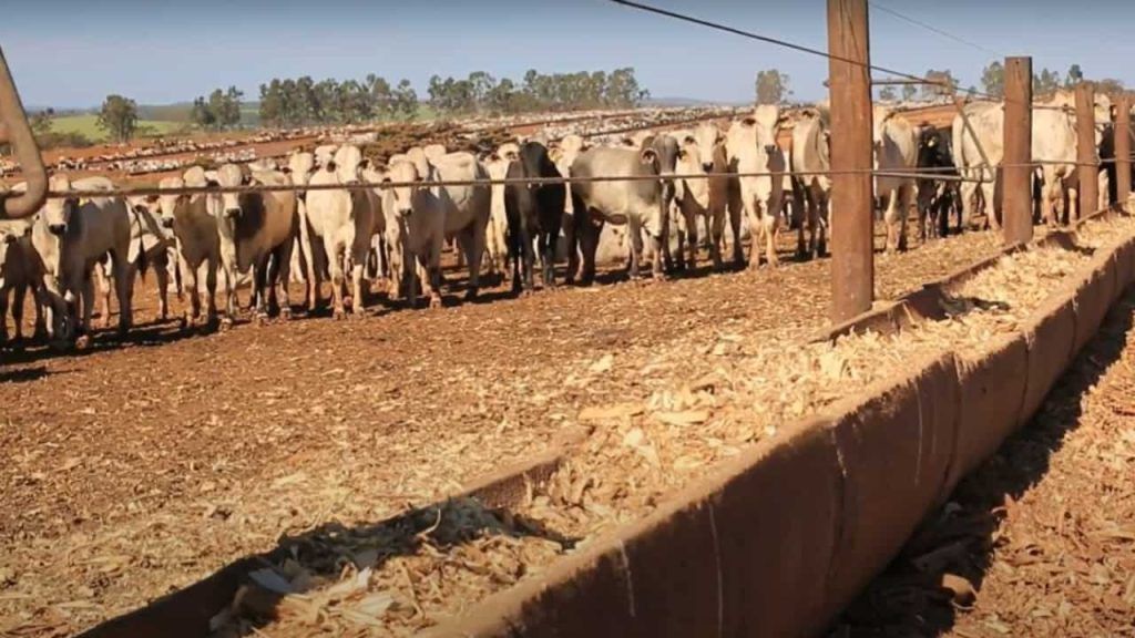 Do campo à mesa: o caminho da sustentabilidade na pecuária de corte