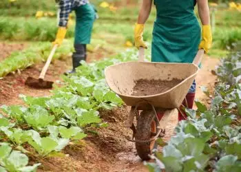 Estoques de Crps alcança a marca de R$ 266 bilhões