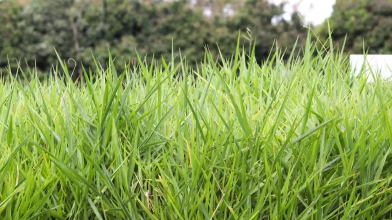 Governo desenvolve zoneamento agrícola de risco climático para pastagens 3 Ferramenta será disponibilizada inicialmente para o capim-marandu.