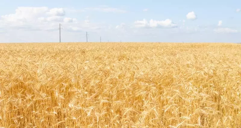 Estoque de CPRs registradas alcança a marca de R$ 266 bilhões 3 Plantação de trigo