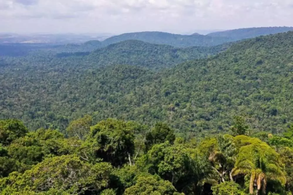 Floresta do Congo