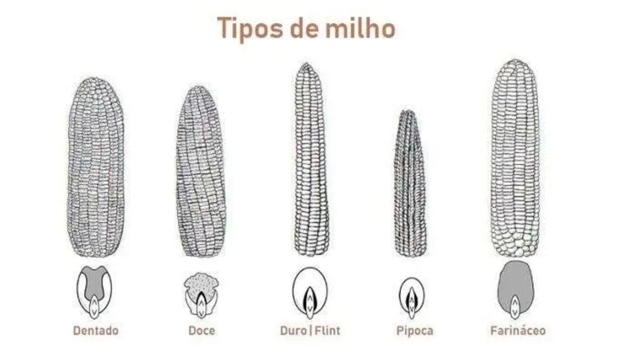 Grão é versátil para fabricação de diferentes subprodutos da indústria. 