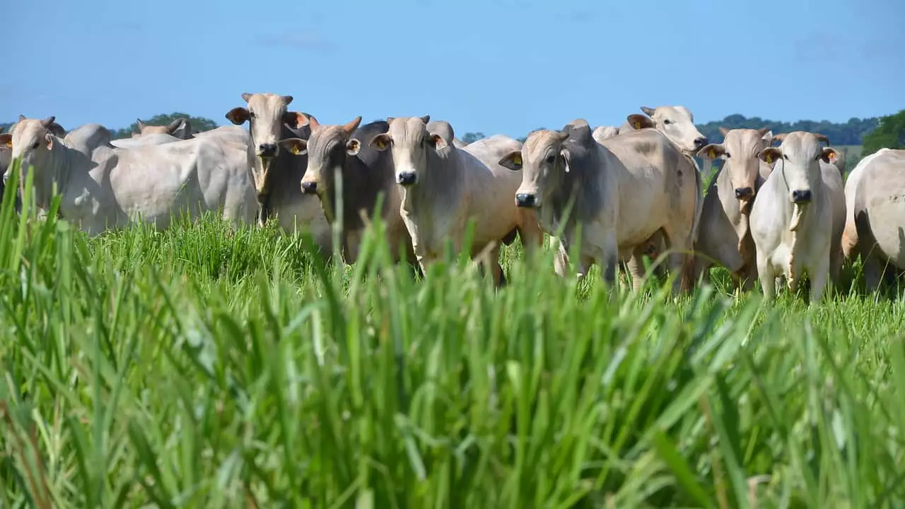 Governo desenvolve zoneamento agrícola de risco climático para pastagens 2 Identificação do Zarc precisa trazer balanço do crescimento do pasto e demanda por alimentos.