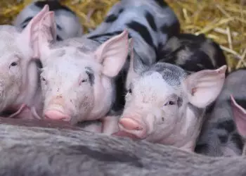 Pernambuco recebe 7ª Feira da Avicultura e Suinocultura do Nordeste; veja programação