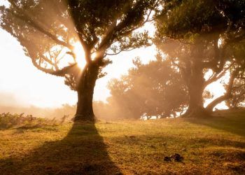 Dia da árvore: confira a importância da data e como contribuir com a natureza
