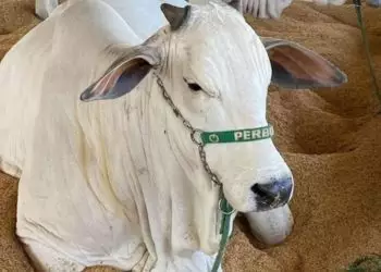 Goiás Genética 2023 discute mercado de zebuínos e reúne mais de 500 animais