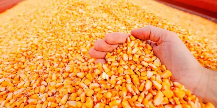 Brasil ultrapassa os Estados Unidos e amplia liderança no agronegócio global 1 Brasil ultrapassa os Estados Unidos e amplia liderança no agronegócio global