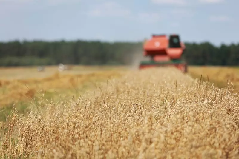 Brasil ultrapassa os Estados Unidos e amplia liderança no agronegócio global 2 Colheita de grãos