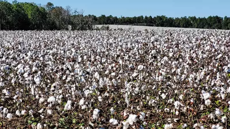 Brasil ultrapassa os Estados Unidos e amplia liderança no agronegócio global 3 Plantação de algodão