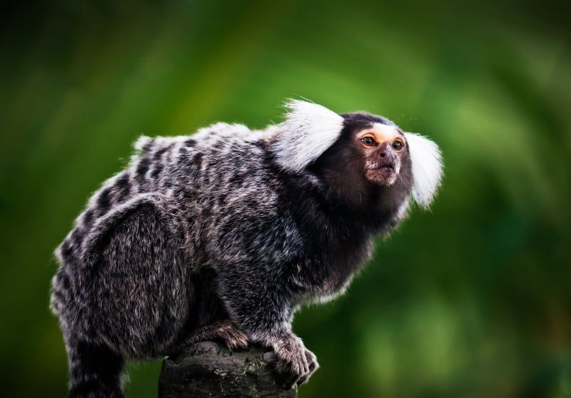 Macaco sagui é capturado com suspeita de raiva no Ceará