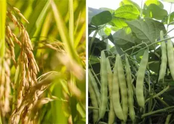 Maior rentabilidade para arroz e feijão deve impulsionar investimento nas culturas.