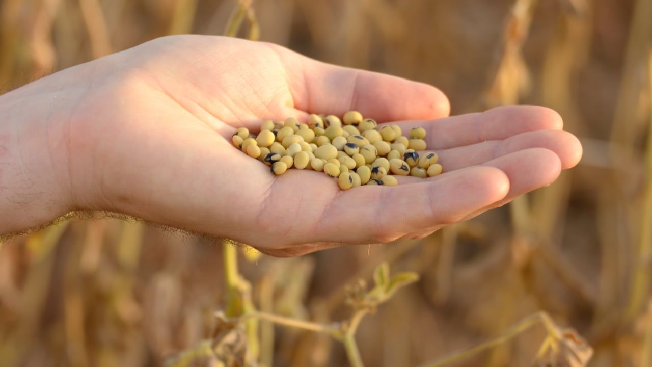 Município produziu em 2022 cerca de 1,6 milhão de toneladas de soja. 