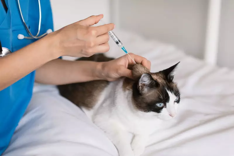 Vacinação em gato 