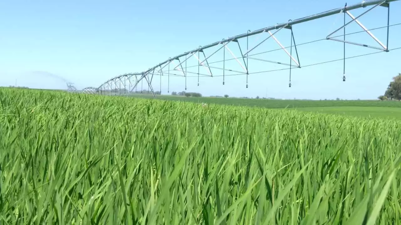 Objetivo é gerar conhecimentos sobre a cultura do arroz em pivô central. 