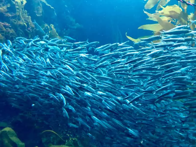 Peixe sardinha 
