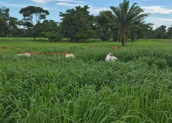 Plantio direto a lanço tem sido usado no Acre em substituição ao plantio mecanizado.