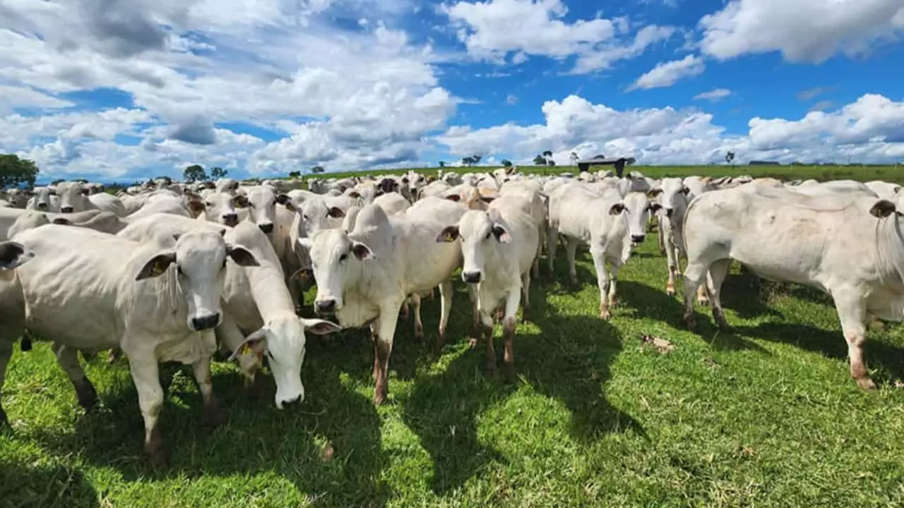 Tecnologia antecipa ciclo reprodutivo de fêmeas bovinas de corte 2 Precocidade é um dos mais importantes parâmetros para melhoria da qualidade da carne.