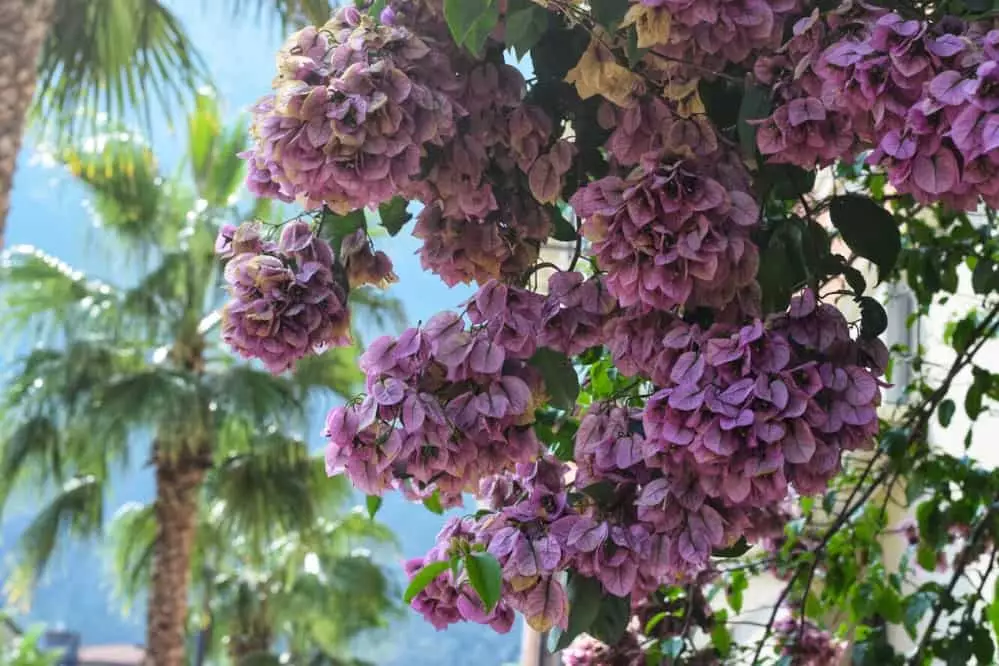 Primavera começa dia 23 de setembro com possibilidade de eventos climáticos severos 2 Primavera no Brasil