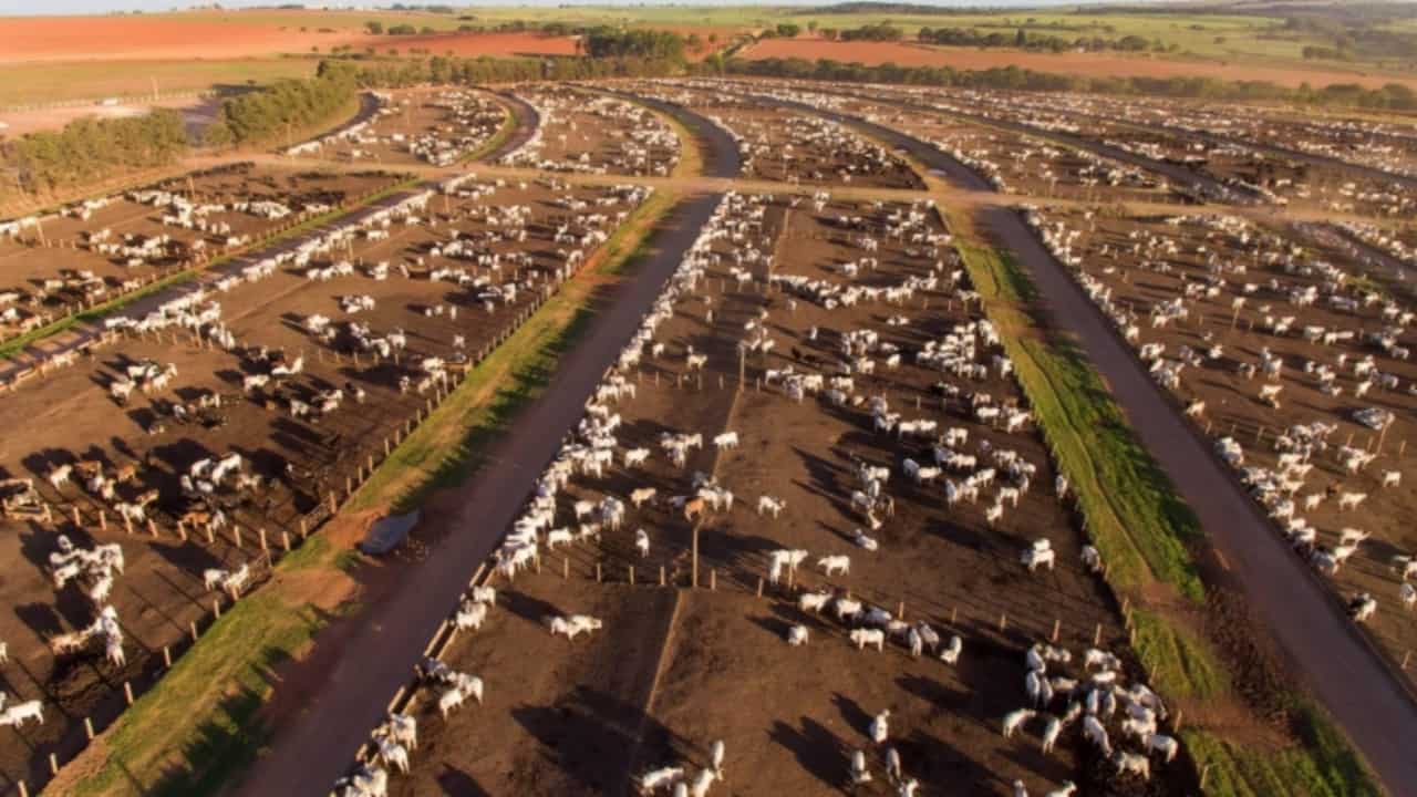 Produção de bovinos e aves cresceu até o segundo trimestre de 2023. 