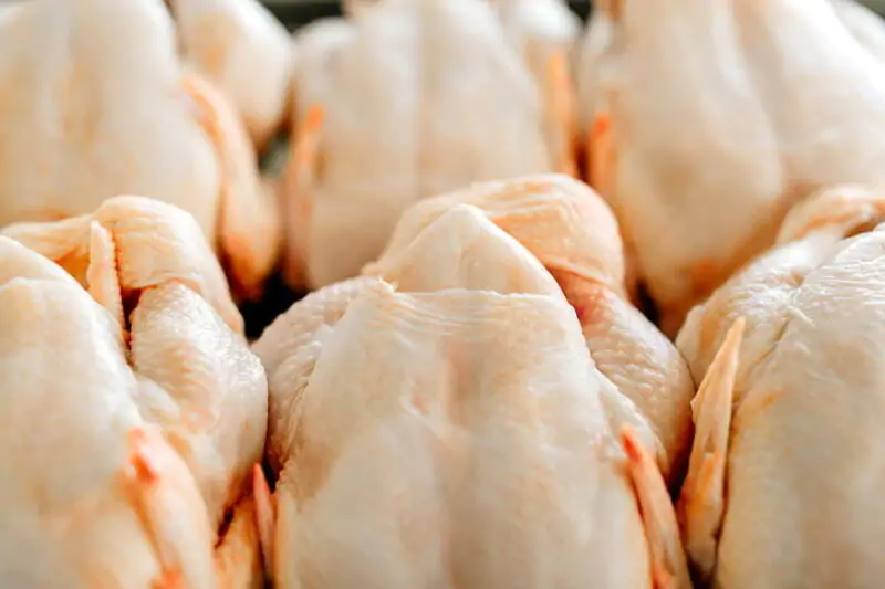 Produção da carne de frango
