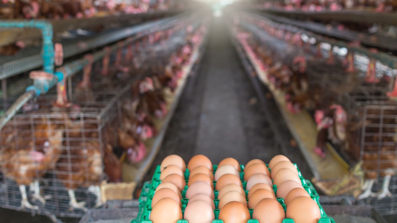 Produção de ovos alcançou recorde para o segundo trimestre.