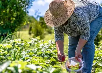 Programa do MDA será implantado em todas as regiões do Brasil.