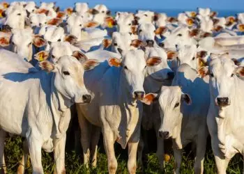 Rebanho bovino brasileiro é o maior da história.