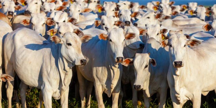 Rebanho bovino brasileiro é o maior da história.