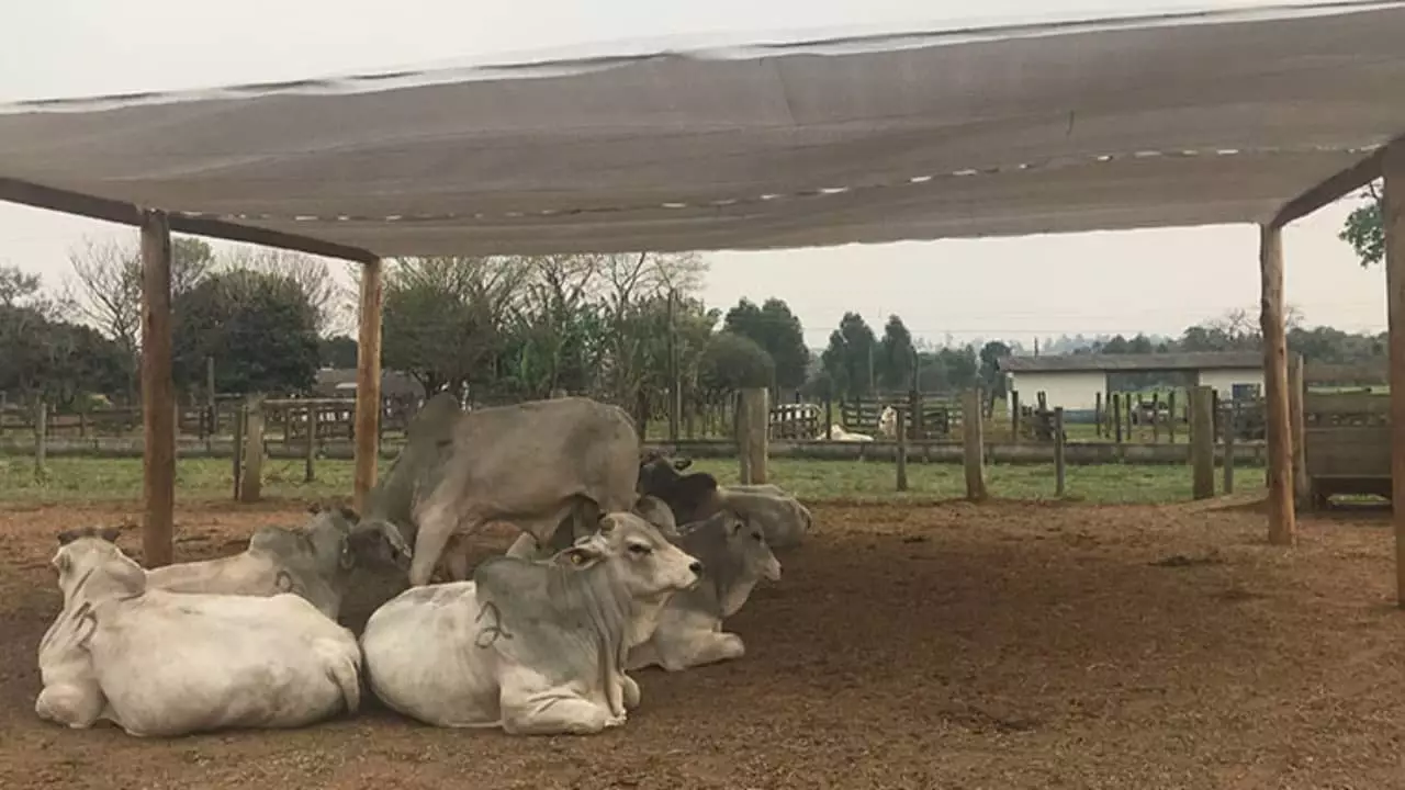 Sombra pode economizar até 3 mil litros de água por quilo de ganho de peso animal. 
