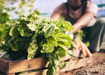 Nova campanha do Plano Safra busca incentivar o agro produtivo e sustentável