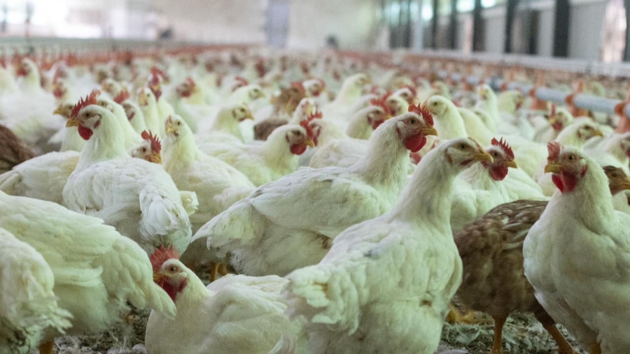Status do Brasil permanece livre da gripe aviária, por não ter caso em granja comercial. 