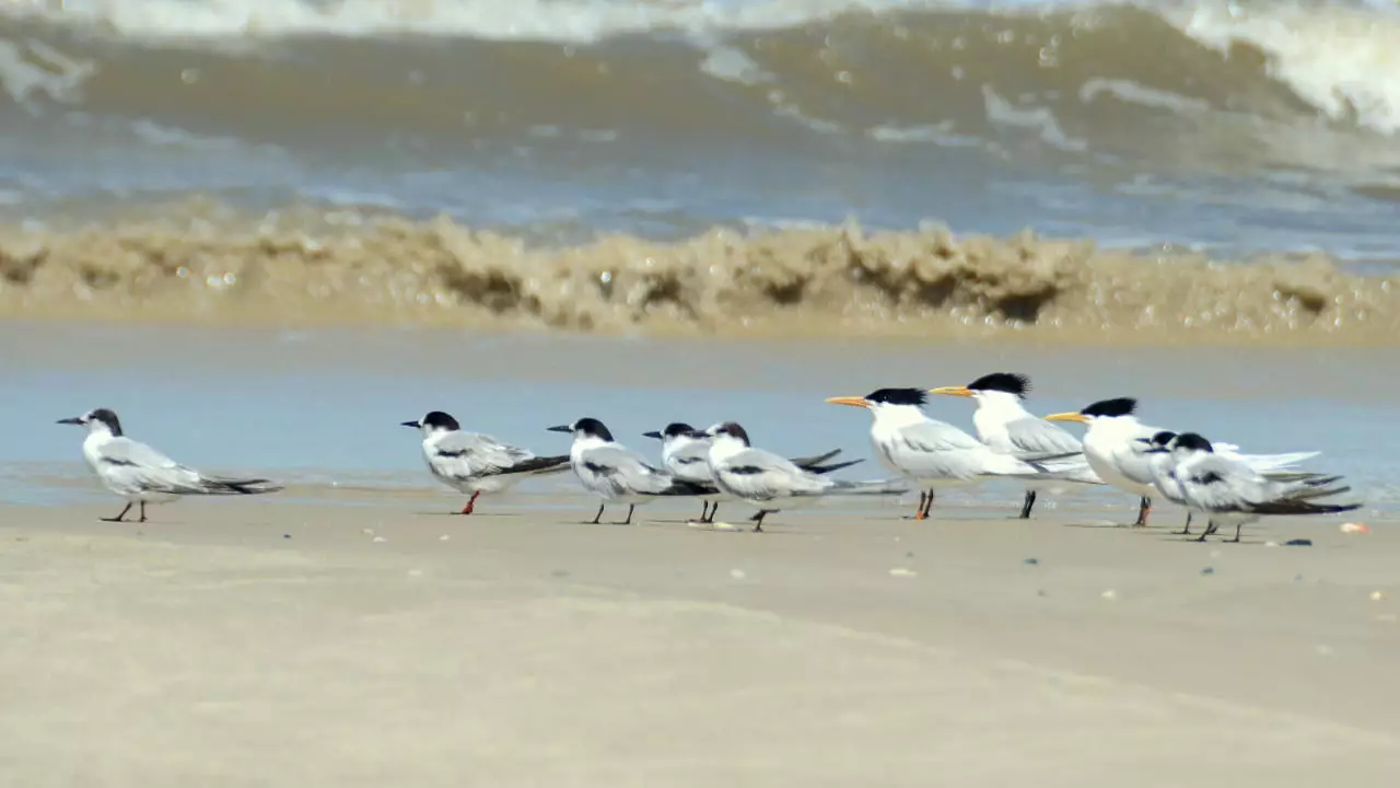 Mato Grosso do Sul registra 1º caso de gripe aviária em aves domésticas 2 Total de casos confirmados no Brasil sobe para 105, sendo 102 em aves silvestres.