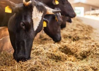 Aberta consulta pública para normas de prevenção contra a doença da vaca louca
