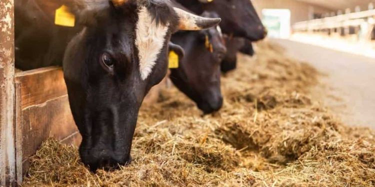 Aberta consulta pública para normas de prevenção contra a doença da vaca louca